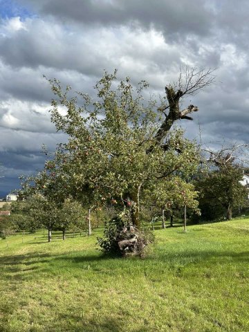 35_wehntaler Hagöpfel4